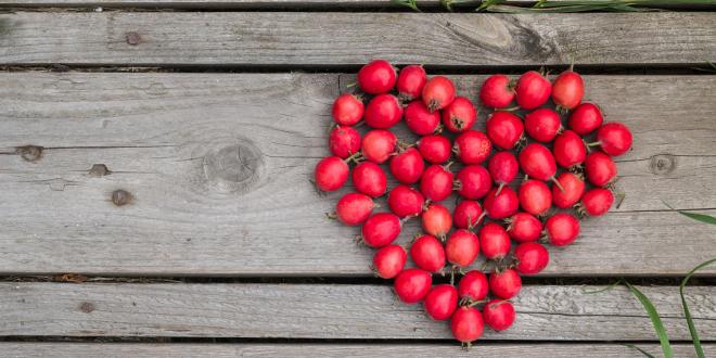 Red heart of hawthorn berries on a wooden background.